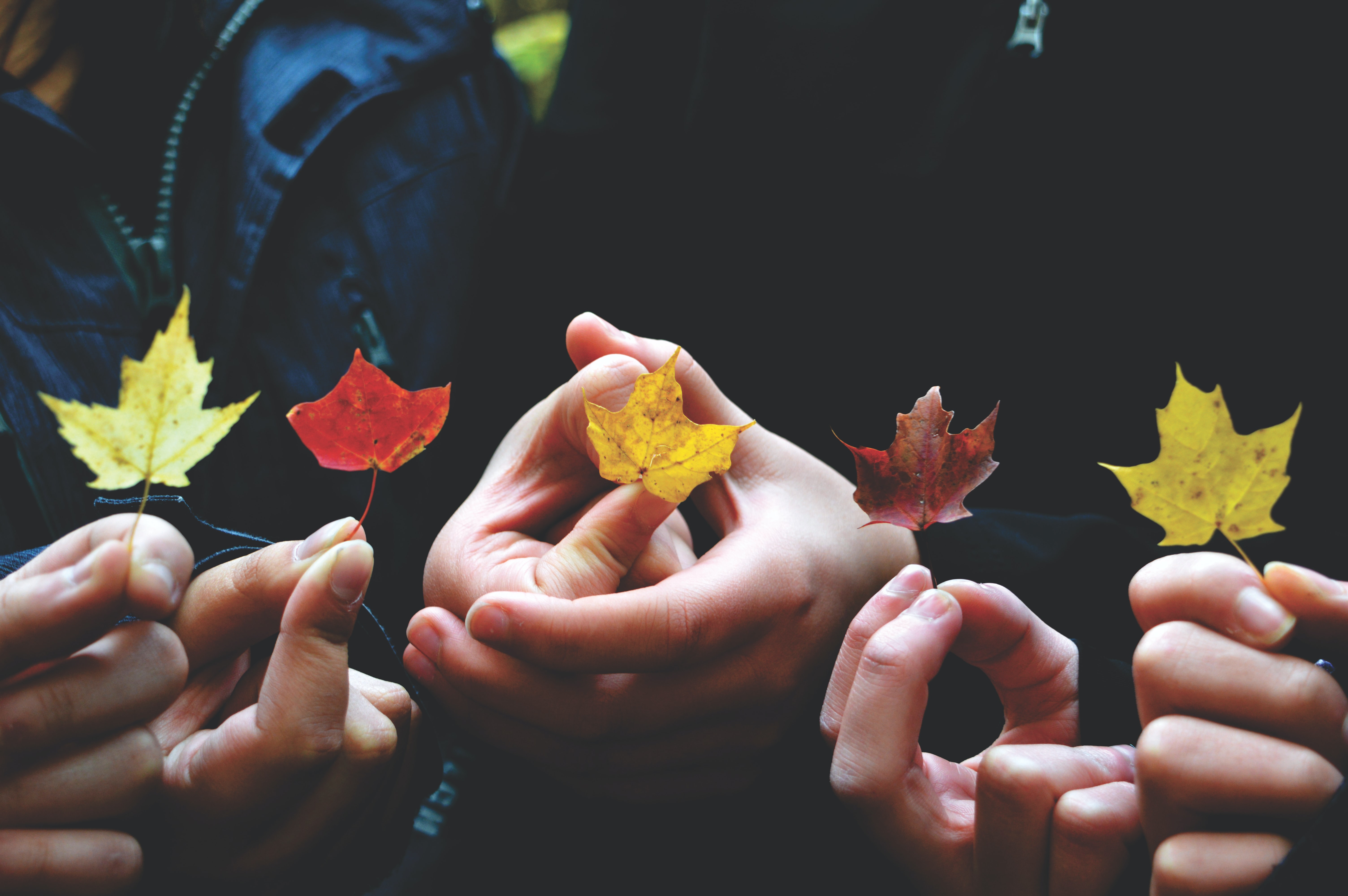 Children's hands holding multi-colored fall leaves