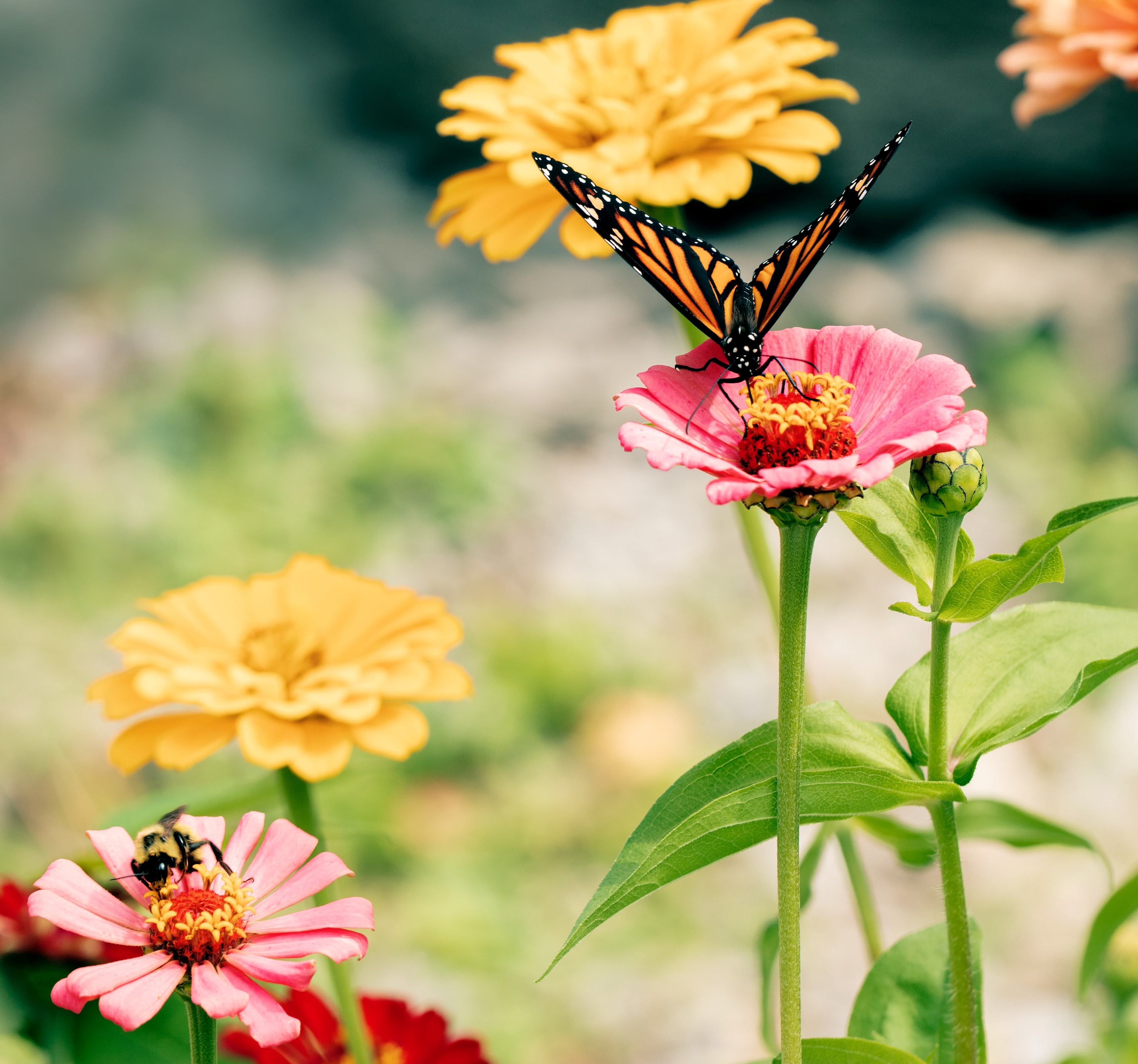 Butterfly and bee in flower garden